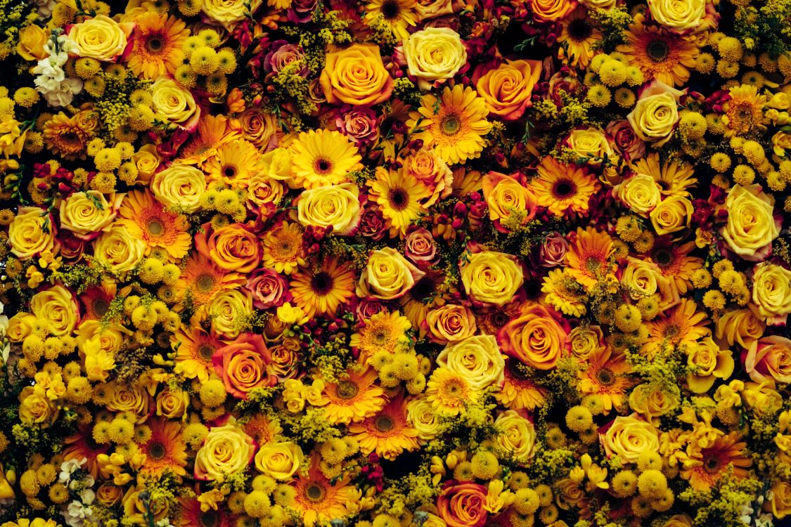 Campo de Flores Amarillas y Naranjas. Wallpaper in 4361x2907 Resolution