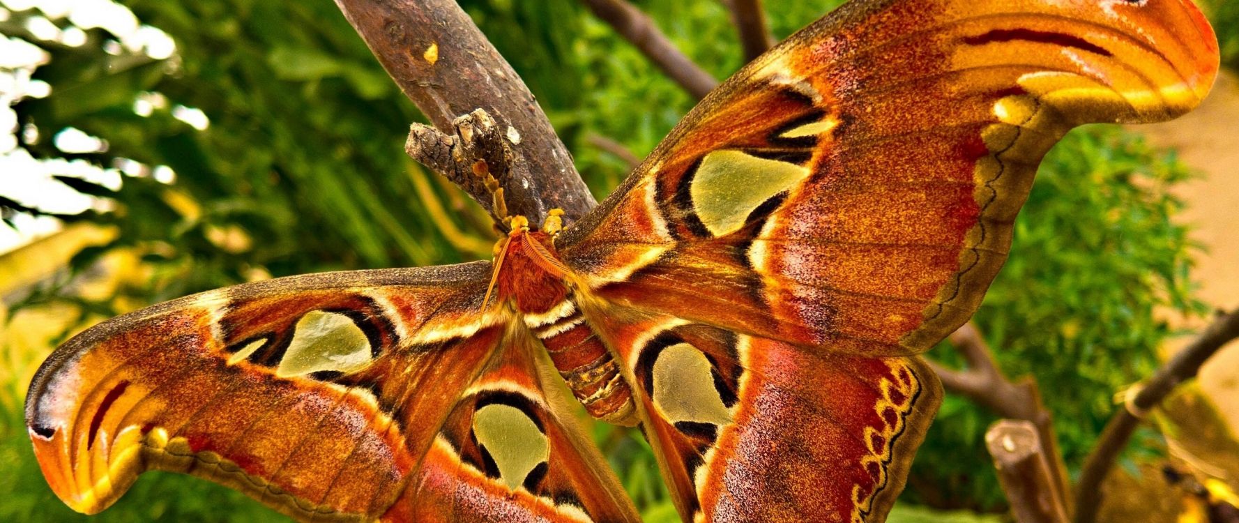 Papillon Brun et Noir Sur Une Branche D'arbre Brun Pendant la Journée. Wallpaper in 2560x1080 Resolution