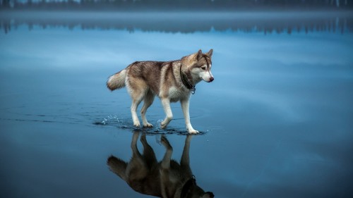 Image wolf, water, dog, Carnivore, dog breed