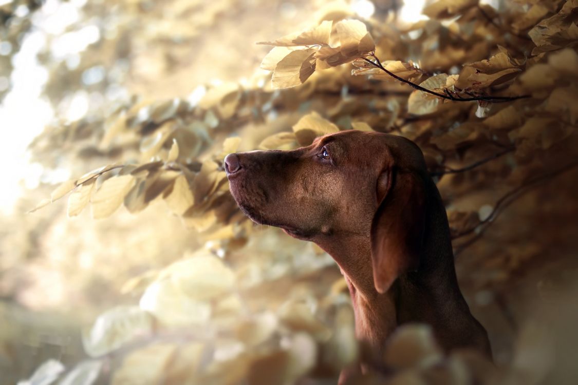 Weimaraner, Vizsla, Hunderasse, Hund, Instagram. Wallpaper in 1920x1280 Resolution