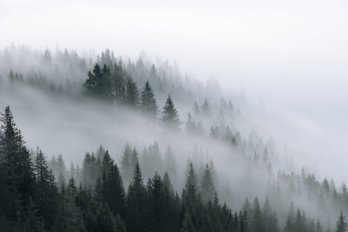 green pine trees covered with fog