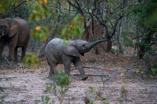 Image elephant walking on dirt road during daytime