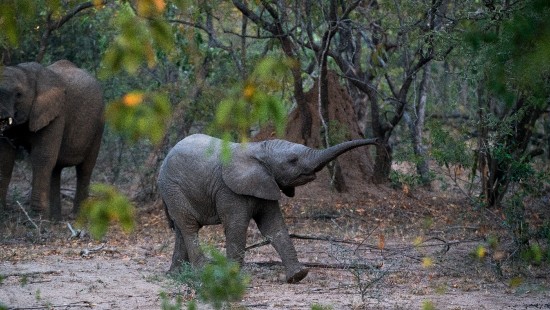 Image elephant walking on dirt road during daytime