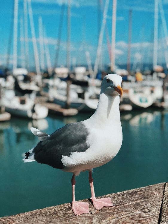 water, Shorebirds, gull, great black backed gull, Lari