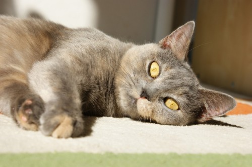 Image russian blue cat lying on green textile