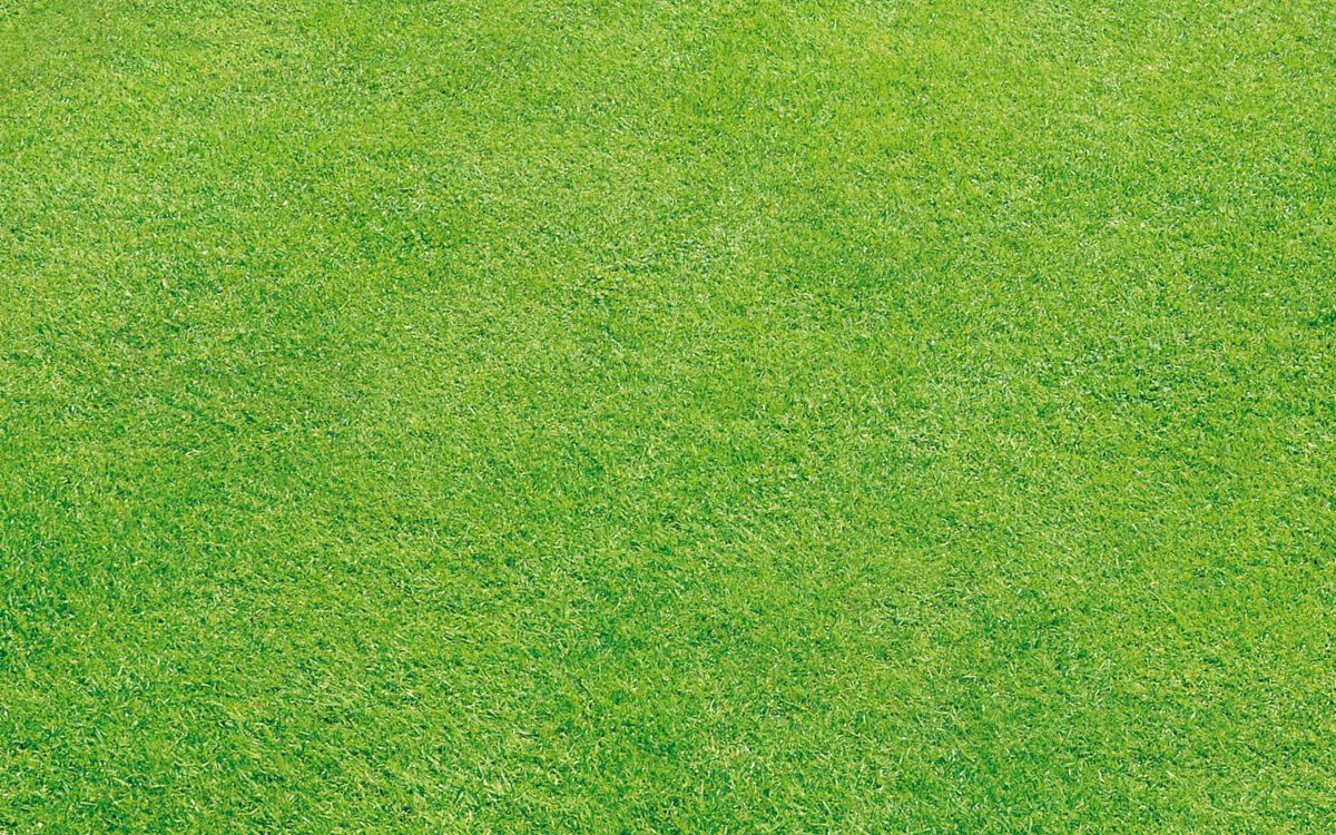 Green Grass Field During Daytime. Wallpaper in 2560x1600 Resolution