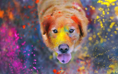 Image golden retriever puppy with pink and blue lights