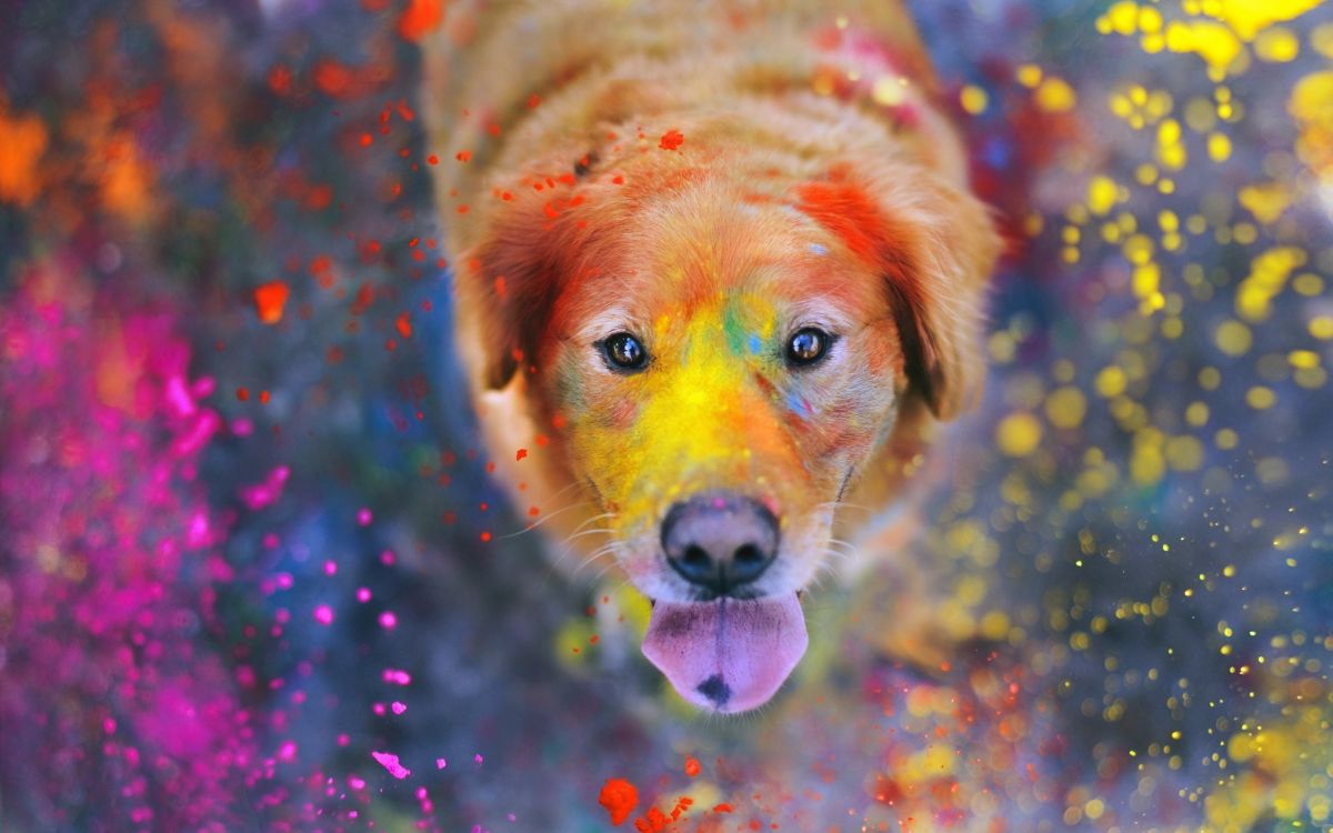 Golden Retriever Puppy With Pink and Blue Lights. Wallpaper in 2560x1600 Resolution