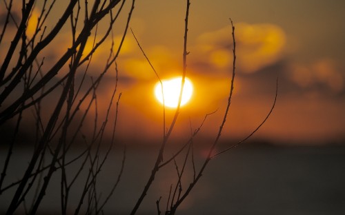 Image silhouette of plant during sunset