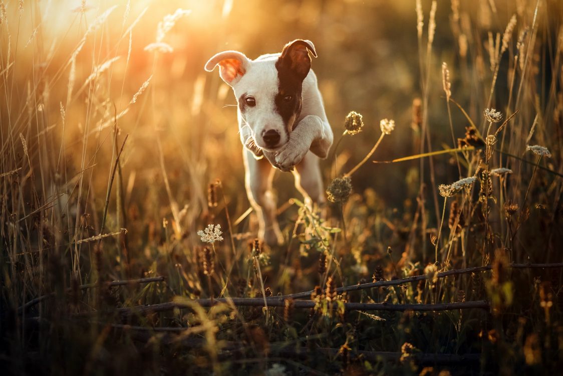 White and Brown Short Coat Small Dog on Green Grass Field During Daytime. Wallpaper in 2560x1707 Resolution