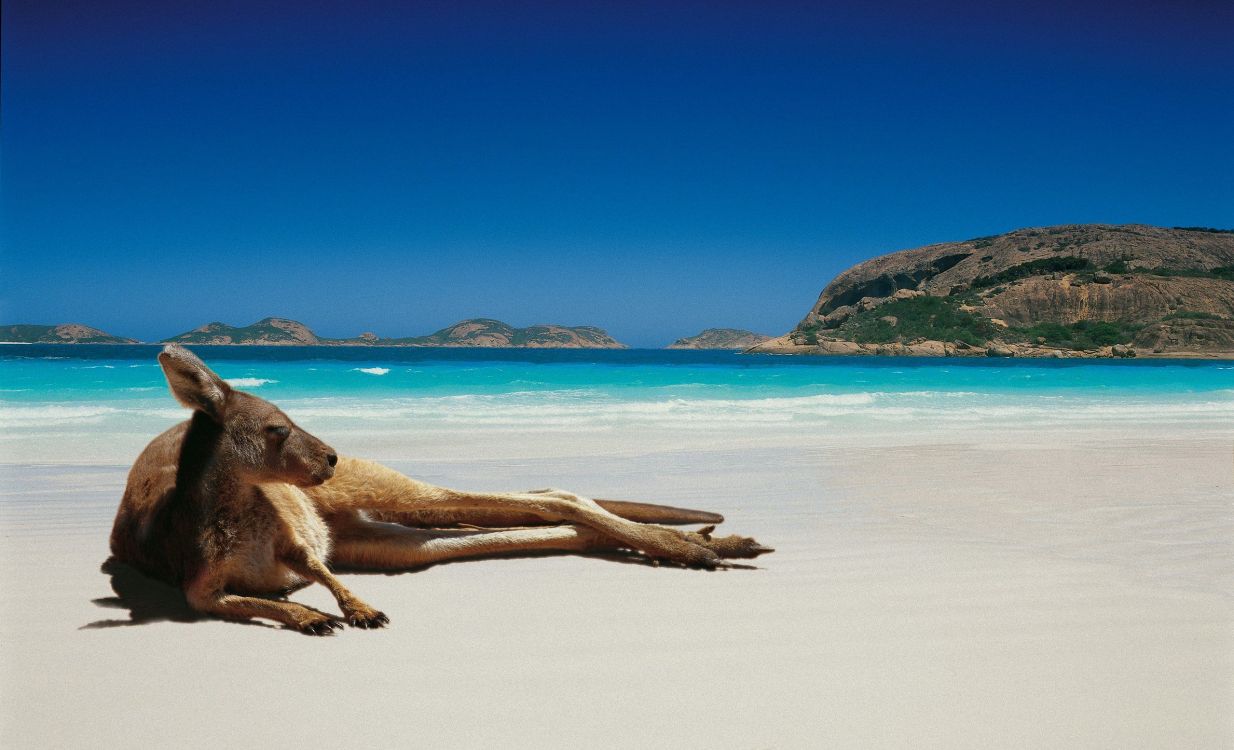 brown short coated dog lying on white sand near body of water during daytime