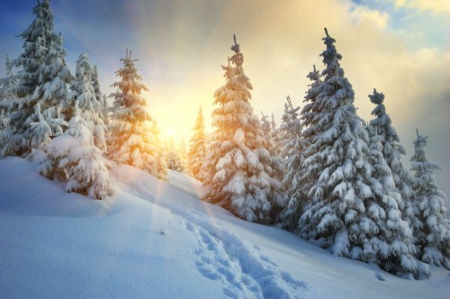 Image snow covered pine trees during daytime