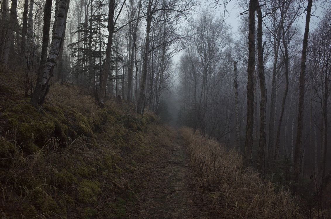 Baum, Wald, Natur, Natürlichen Umgebung, Naturlandschaft. Wallpaper in 4928x3264 Resolution