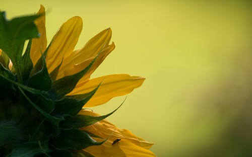 Image yellow sunflower in close up photography