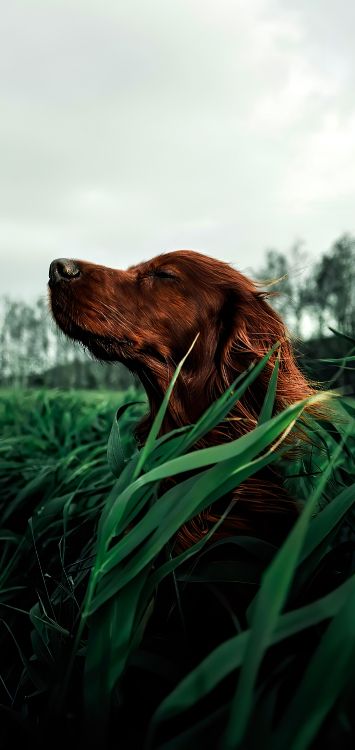 Nova Scotia Duck Peaje Retriever, Setter Irlandés, Perro de Caza, Conjuntos, Perro de Guardia. Wallpaper in 1421x3000 Resolution
