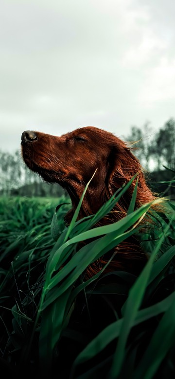 Image nova scotia duck tolling retriever, irish setter, hunting dog, setter, pet store