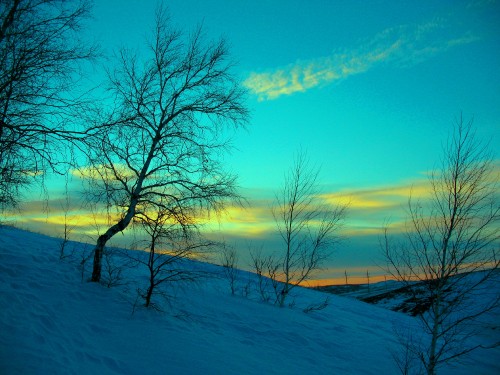 Image bare tree on snow covered ground under blue sky during daytime