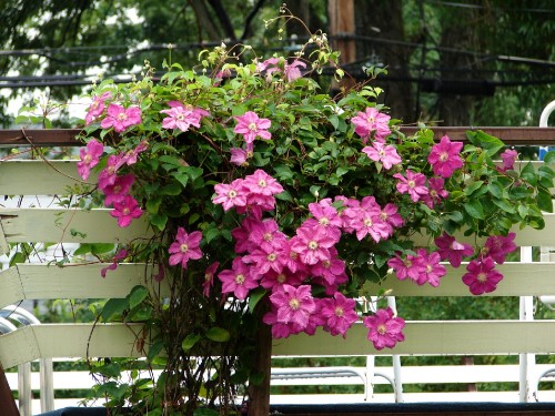 Image pink flowers on brown wooden fence