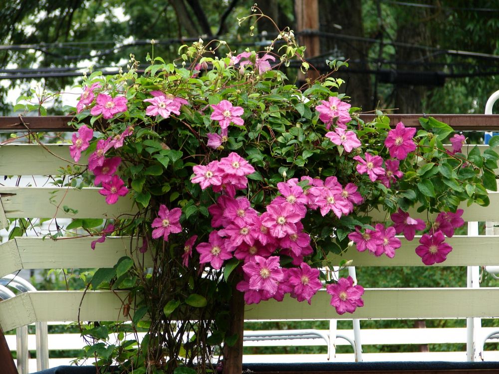 pink flowers on brown wooden fence