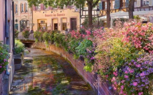 Image pink flowers near brown concrete building during daytime