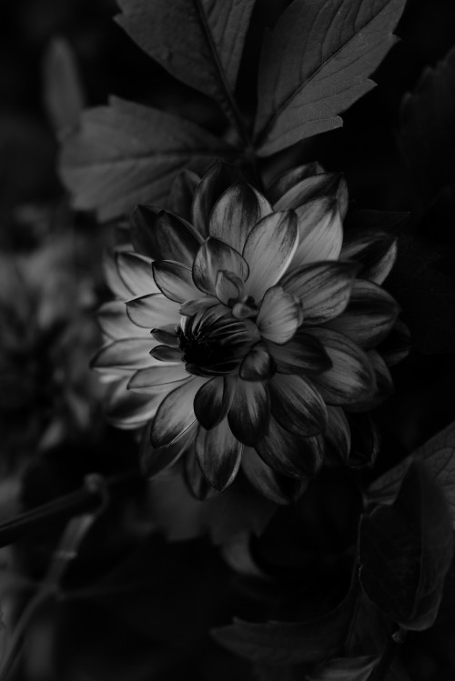 Image grayscale photo of flower in bloom