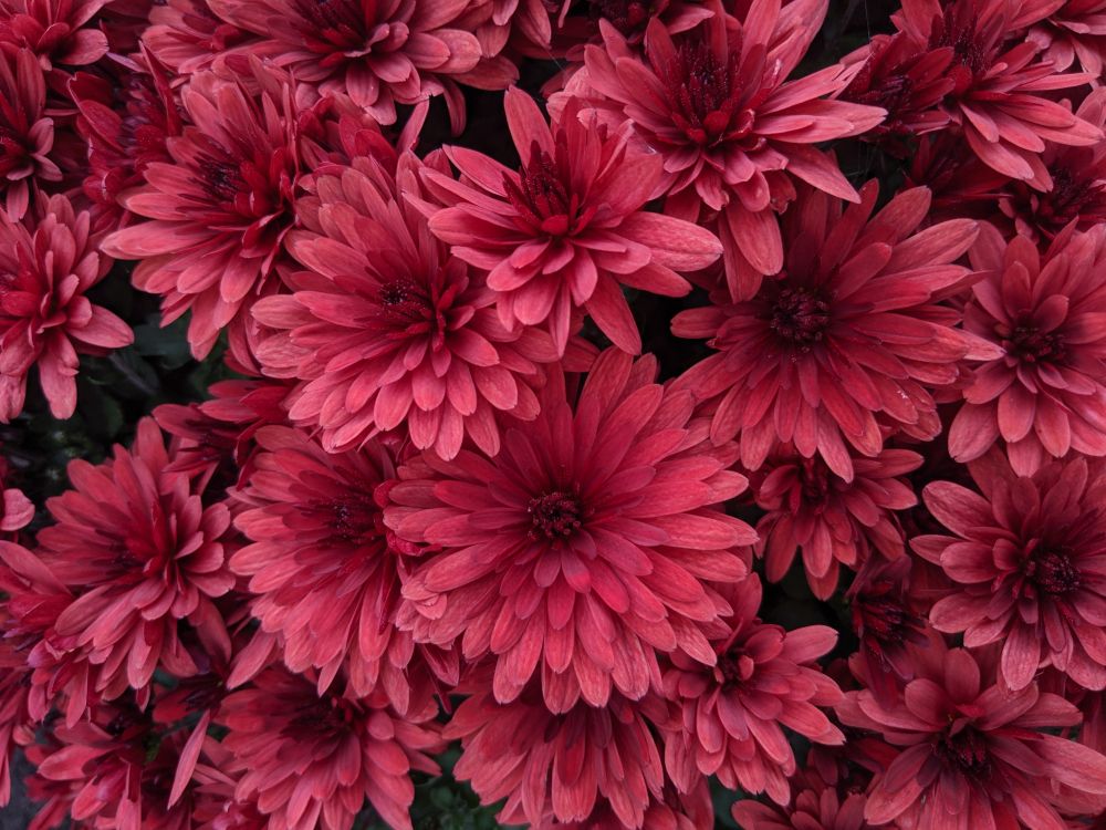 Download 4000x3000 Wallpaper Flores Rosadas Con Hojas Verdes Flores Rosadas Con Hojas Verdes. Wallpaper in 4000x3000 Resolution