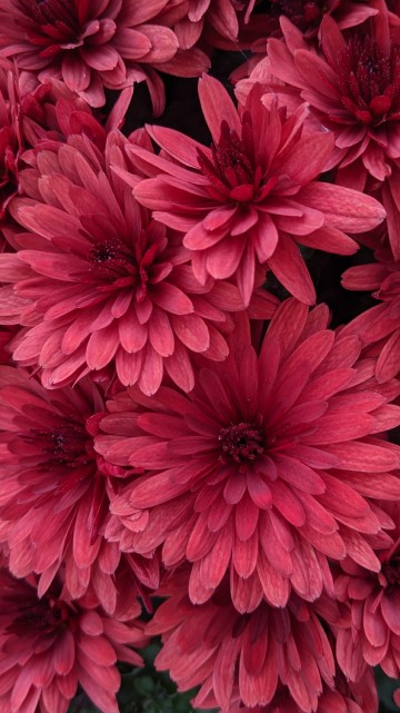 Image pink flowers with green leaves