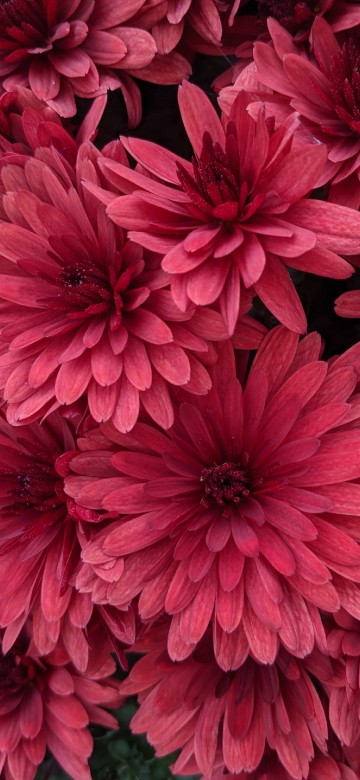 Image pink flowers with green leaves