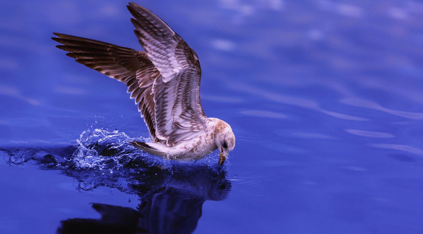 white and brown bird flying over the water