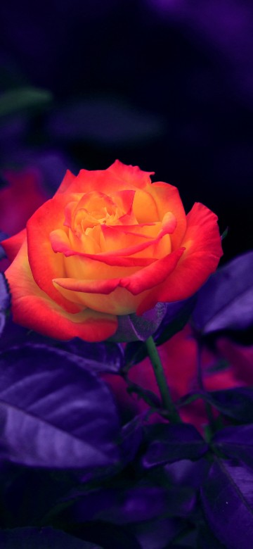 Image red rose in bloom close up photo