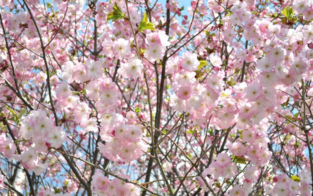 Flor de Cerezo Rosa Durante el Día. Wallpaper in 1920x1200 Resolution
