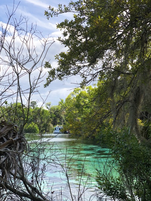 Image water, nature, vegetation, branch, natural landscape