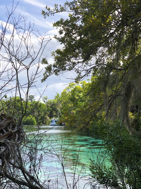 water, nature, vegetation, branch, natural landscape