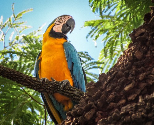 Image blue yellow and orange macaw perched on brown tree branch during daytime