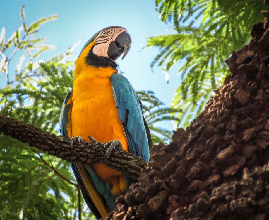 blue yellow and orange macaw perched on brown tree branch during daytime