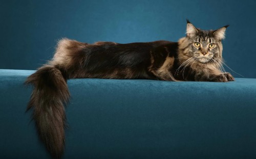 Image black and brown cat lying on blue textile