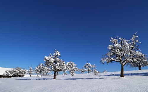 Image white tree on snow covered ground under blue sky during daytime