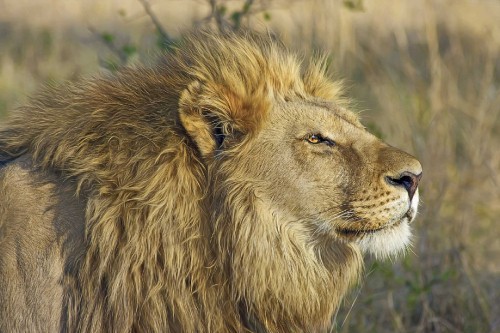 Image brown lion on green grass during daytime