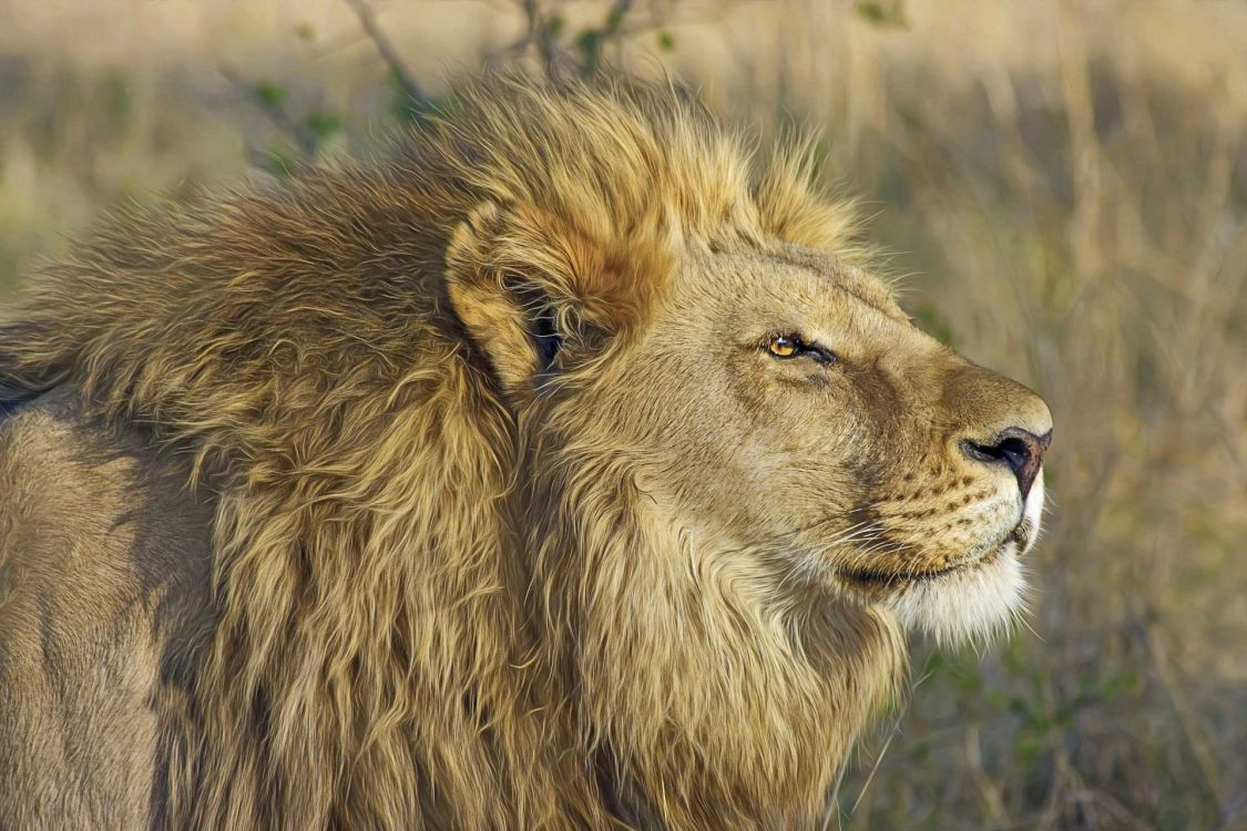 brown lion on green grass during daytime