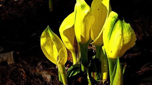 Image yellow banana fruits on brown soil