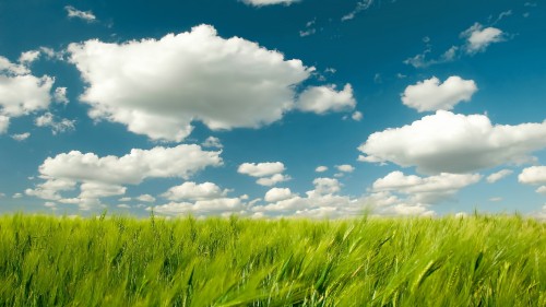 Image green grass field under blue sky and white clouds during daytime