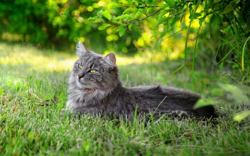 Image grey cat on green grass during daytime