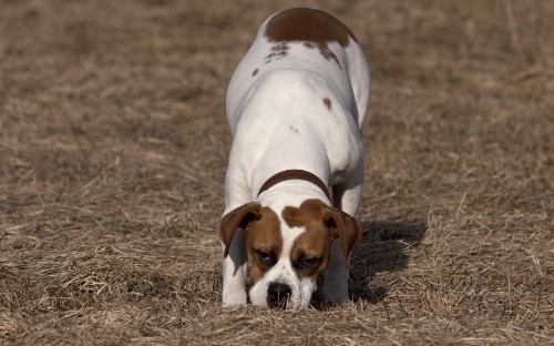 Image white and brown short coated dog on brown grass field during daytime