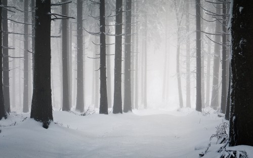 Image snow covered trees during daytime