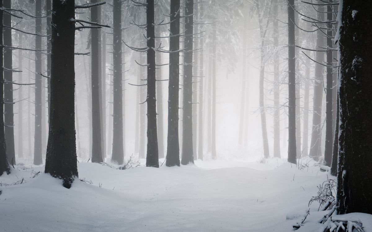 snow covered trees during daytime