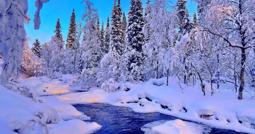 Image green trees covered with snow during daytime