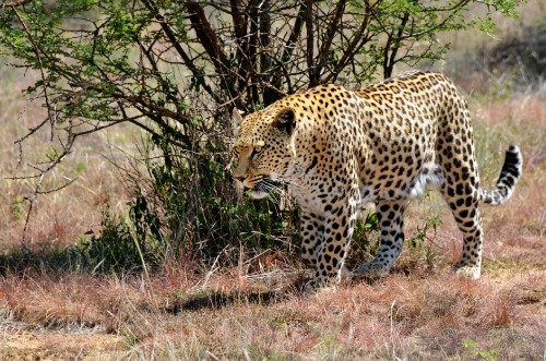 Image leopard on brown grass field during daytime