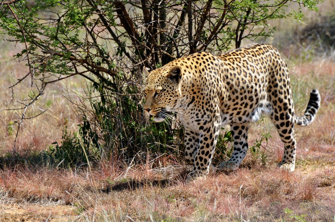 leopard on brown grass field during daytime