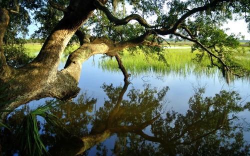 Image green trees beside lake during daytime