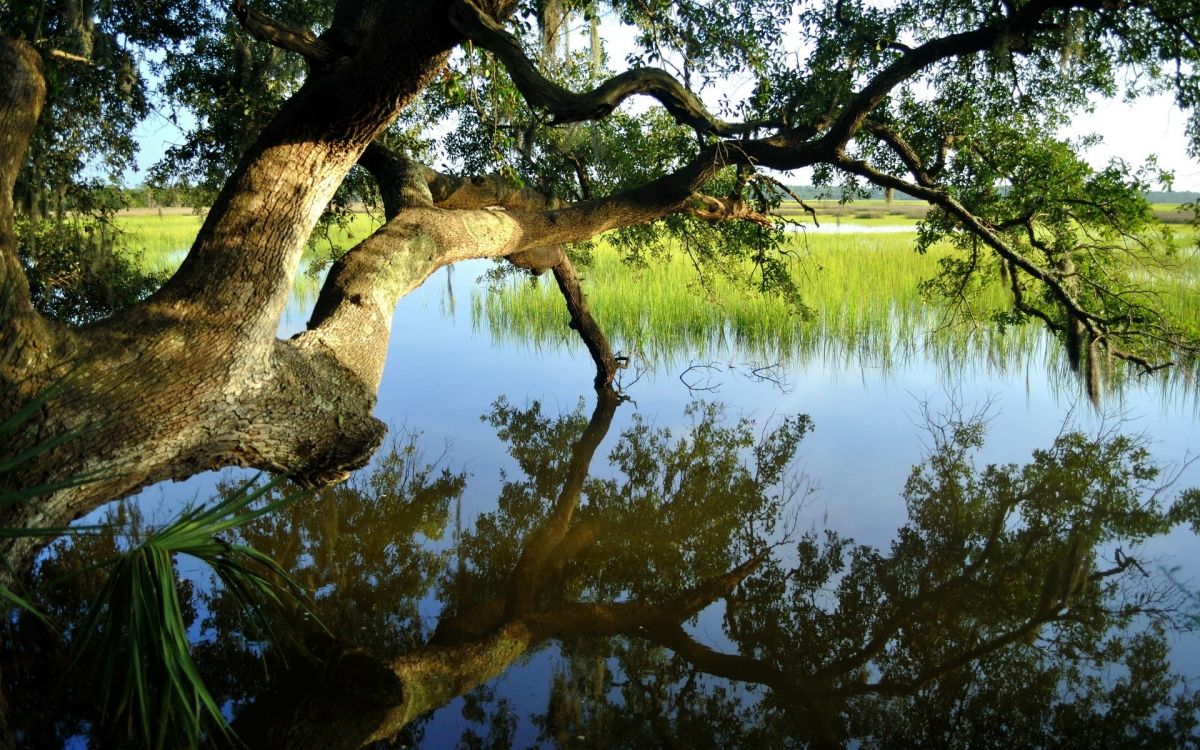 green trees beside lake during daytime